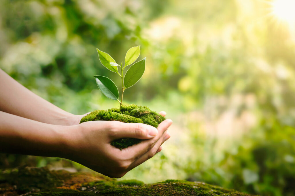 ilustração retratando uma floresta exuberante, devido a biocombustíveis e mobilidade elétrica